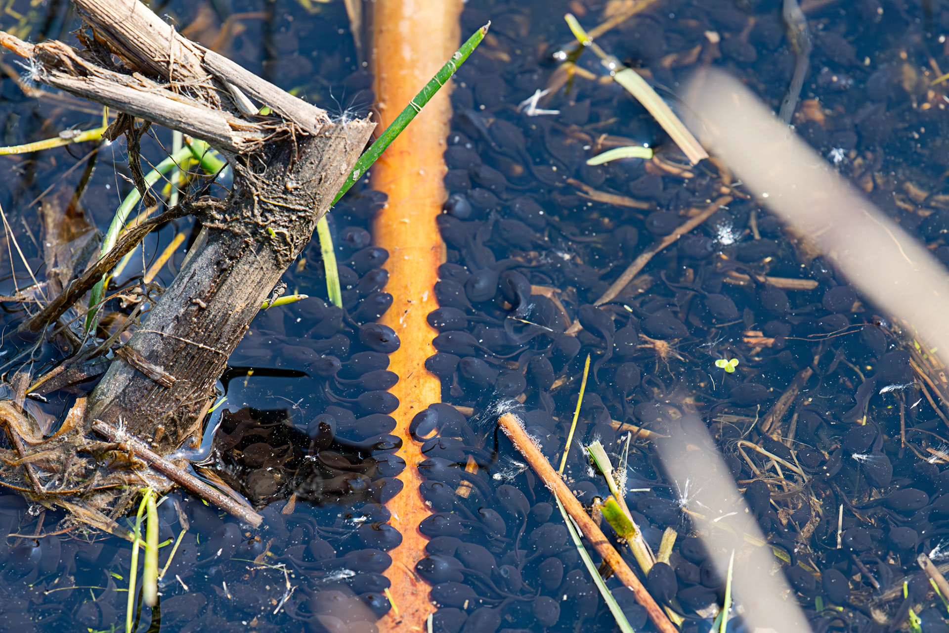 Tadpoles - Black Devon Wetlands RSPB 12 May 2025