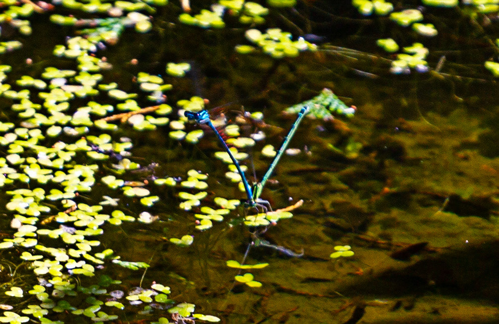 Godshill IOW 15  July 2022