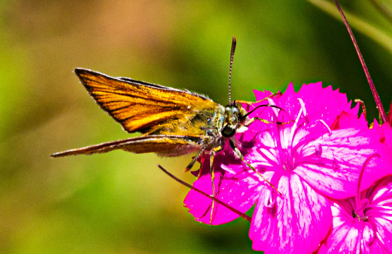 Mottistone IOW 16 July 2022