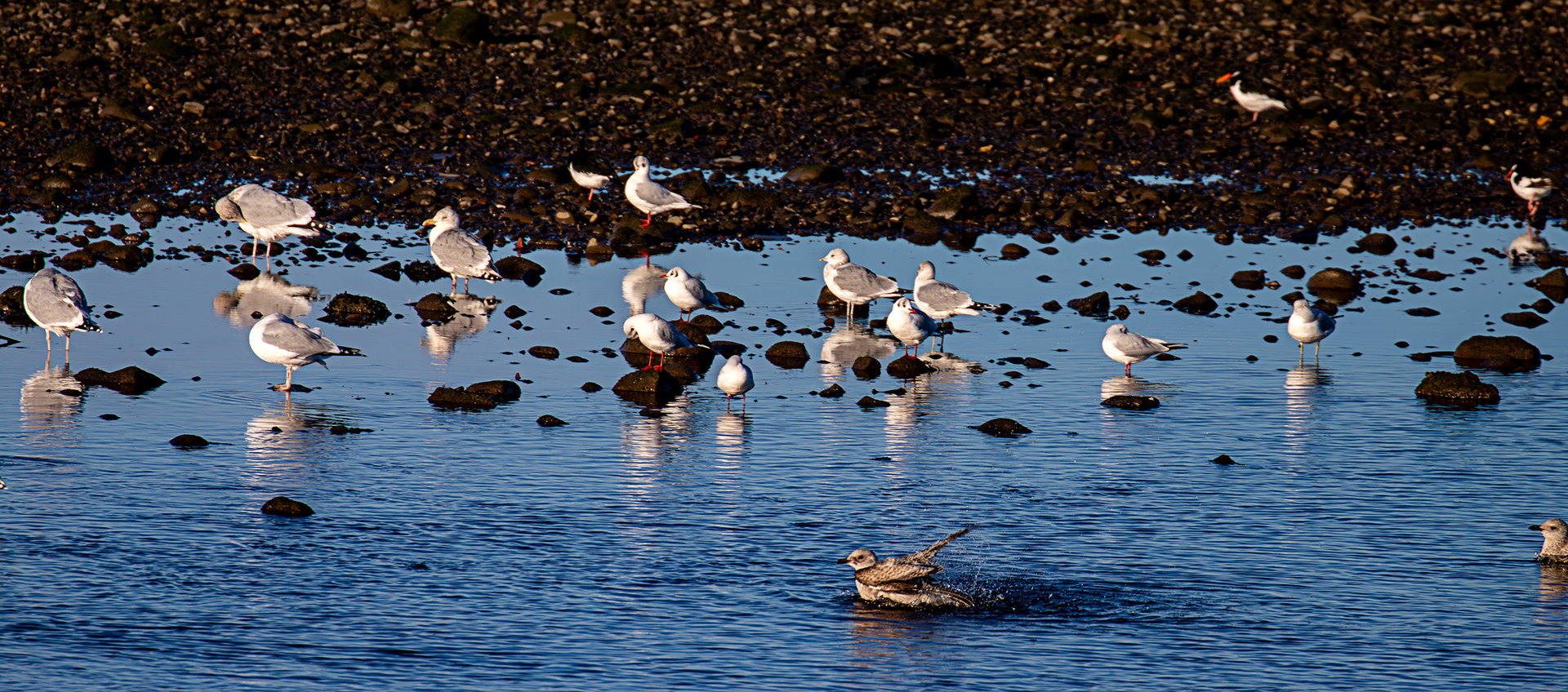 Herring Gull, Common Gull, Black Headed Gull, River Esk Musselburgh 18 November 2024
