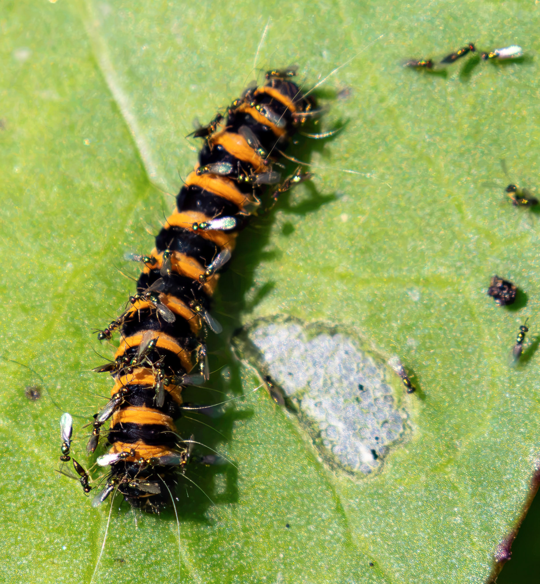 Pates Hill Wind Farm 14 July 2026A cinnabar moth caterpillar (Tyria jacobaeae) being targeted by a swarm of parasitoid wasps.The orange-and-black striped larva is a cinnabar moth caterpillar, well known for feeding on common ragwort. Though they absorb toxic alkaloids from their food to protect themselves from birds, this chemical defense does not deter specialized parasites.The small, dark insects surrounding and crawling on the caterpillar are parasitoid wasps (often from families like Braconidae or Ichneumonidae). Female parasitoid wasps use their sharp ovipositors to pierce the caterpillar's skin and inject their eggs directly inside its body. The wasp larvae will eventually hatch internally, consuming the caterpillar from the inside out while carefully avoiding its vital organs to keep the host alive for as long as possible.