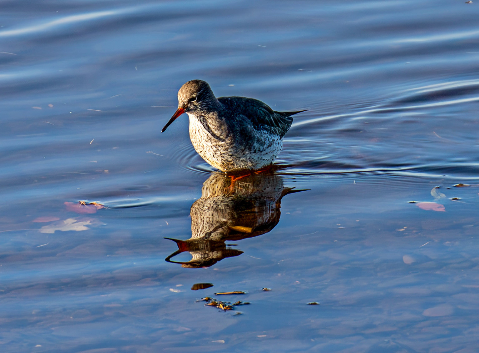 Common Redshank, River Esk Musselburgh 18 November 2024