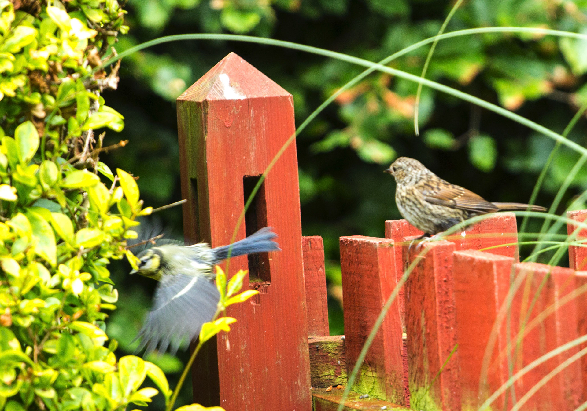 DunnockPlease see my other Photographs at: http://www.jamespdeans.co.uk/