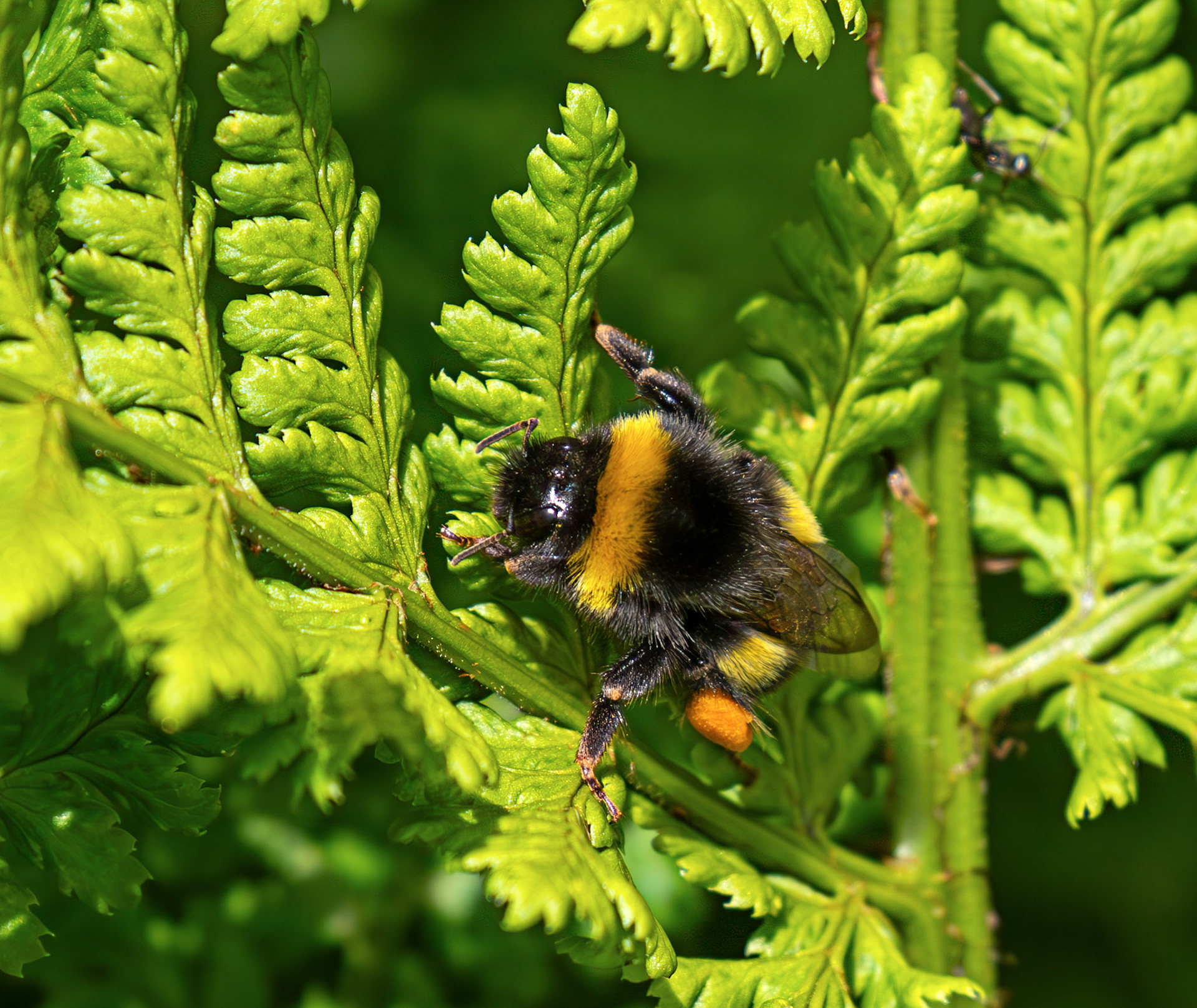 White-tailed bumblebee (Bombus lucorum) at The Knock, Bathgate Hills 20 June 2026