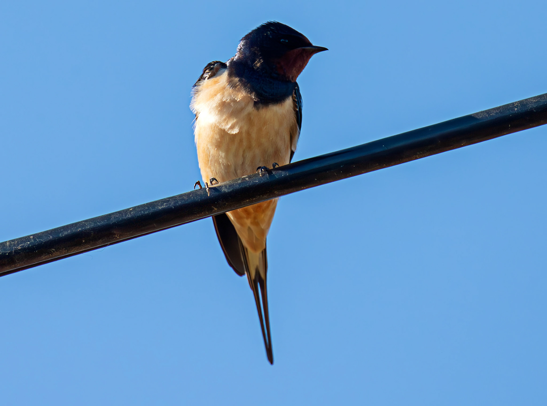 Swallow near Dornoch 30 April 2026