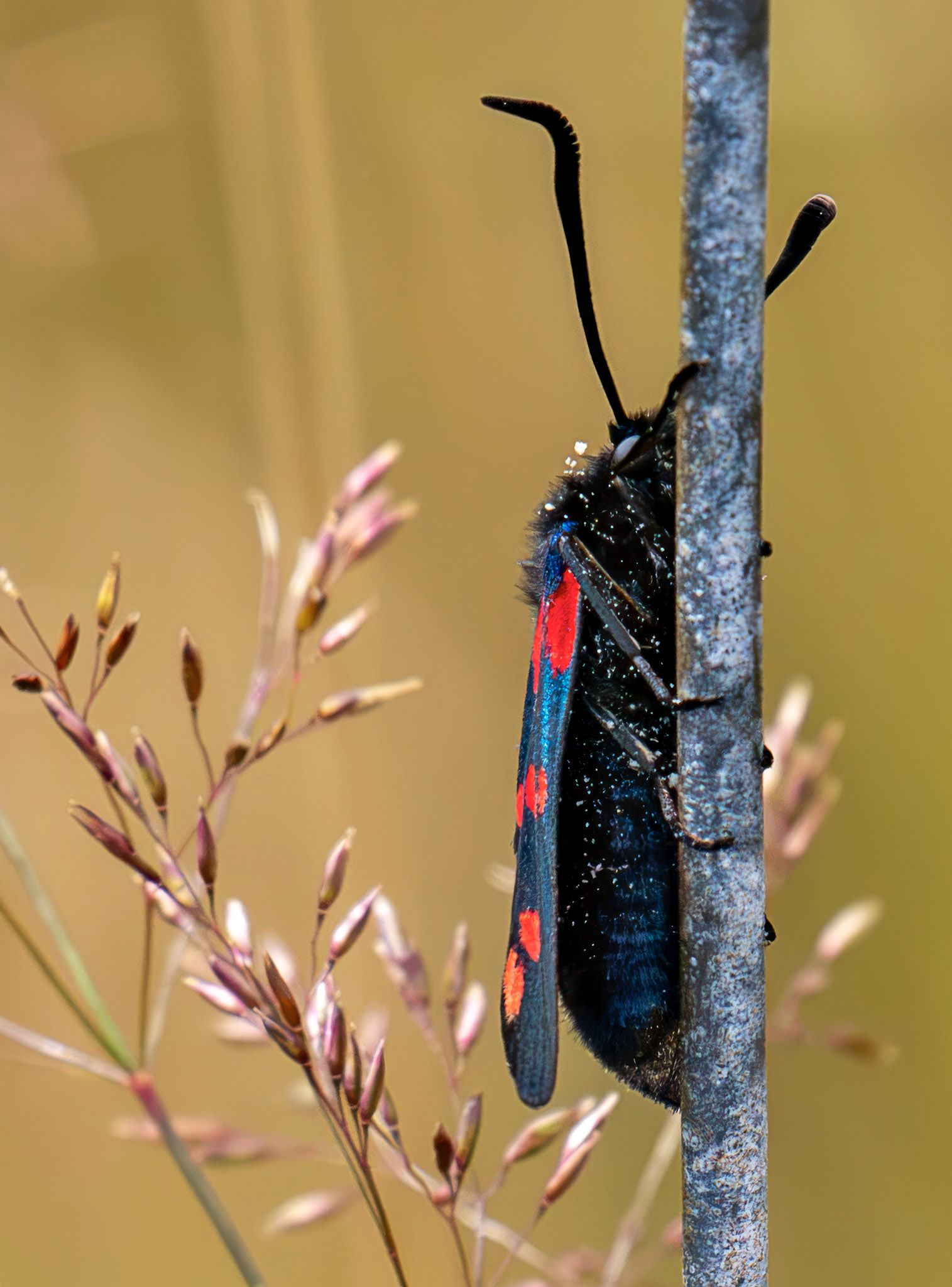 Six-spot burnet moth (Zygaena filipendulae) - Harperrig 14 July 2026