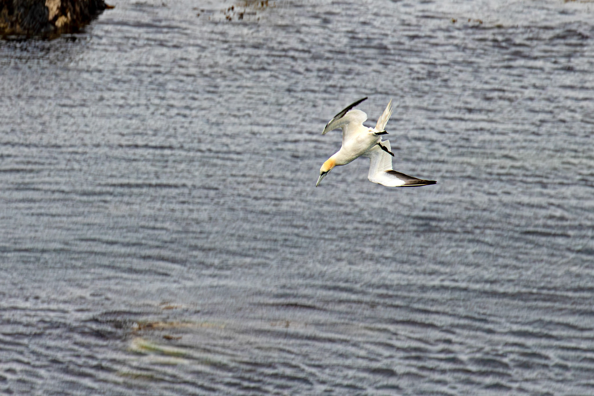 Northern Gannet diving - Tantallon Castle 04 July 2026