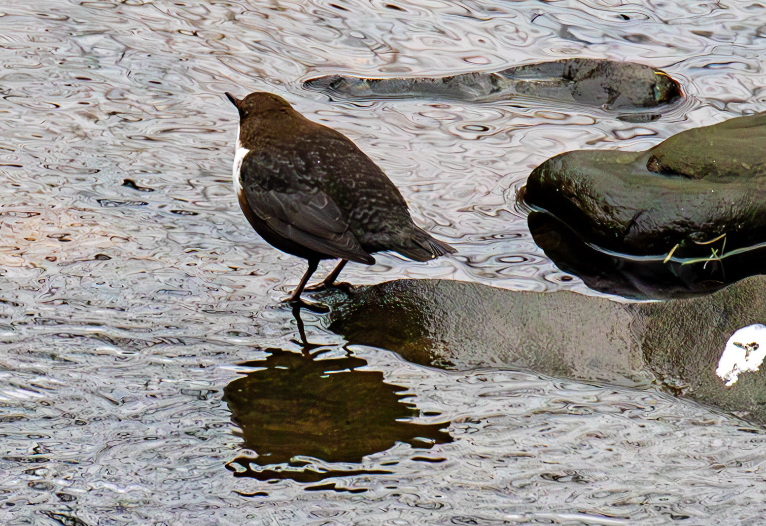 Dipper at Currie Bridge 02 March 2025