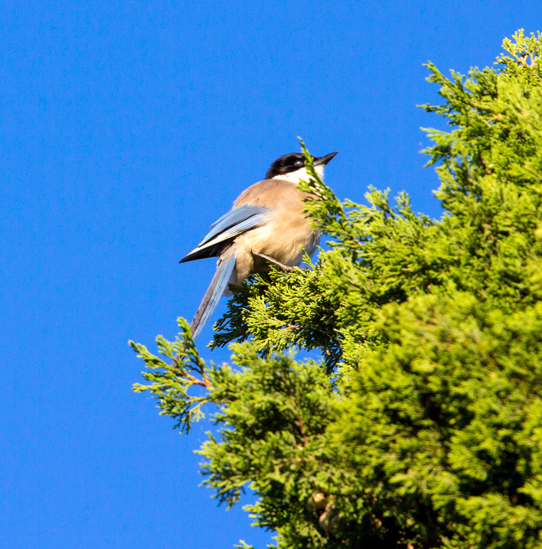 We only had one early morning walk - we enjoyed the coolness and saw quite a selection of birds, including our first Azure-Winged Magpies. From then on we saw loads of them. Makes a change from our magpies (although they are present in the Algarve too), but this species is also increasing.