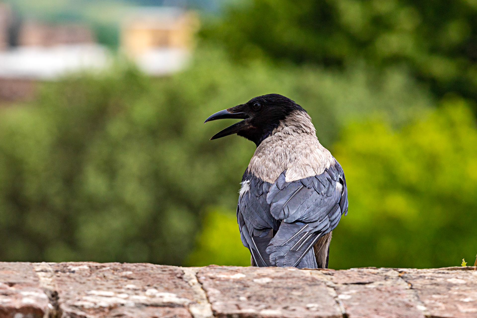 Hooded Crow in the Medici Fort - Siena 21 June 2024