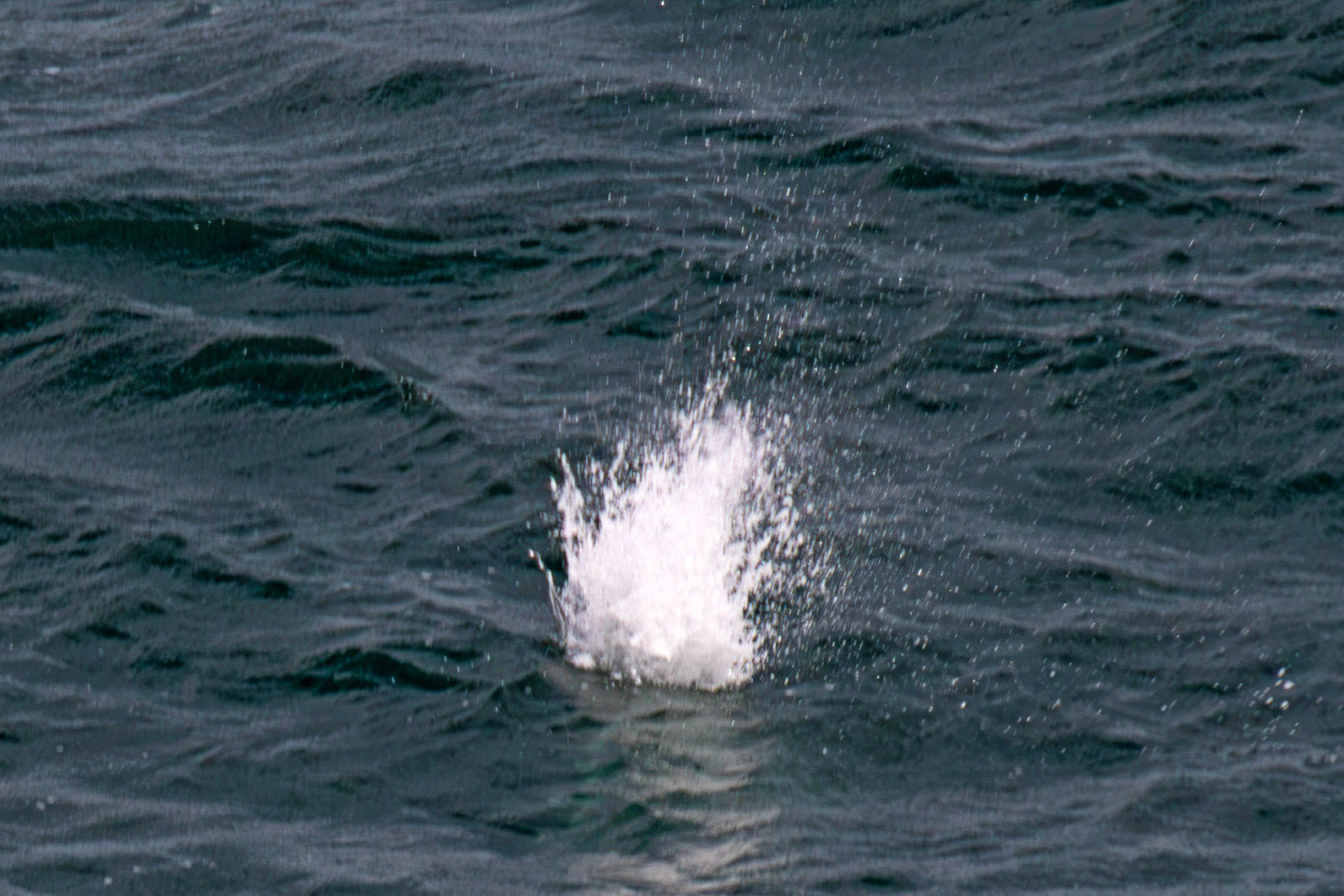 Northern Gannet under water - Tantallon Castle 04 July 2026