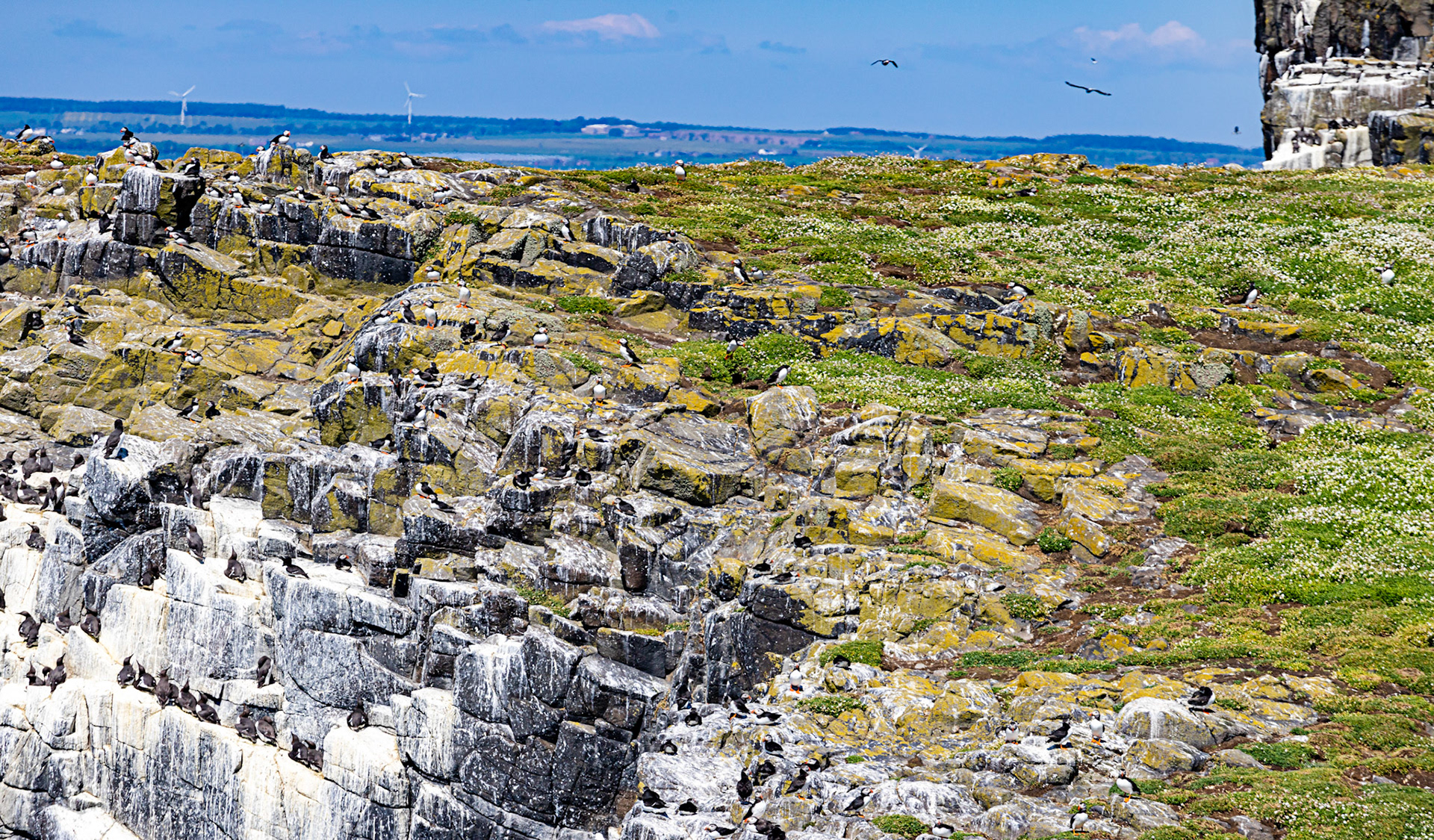 Puffin - Isle of May - 04 June 2022