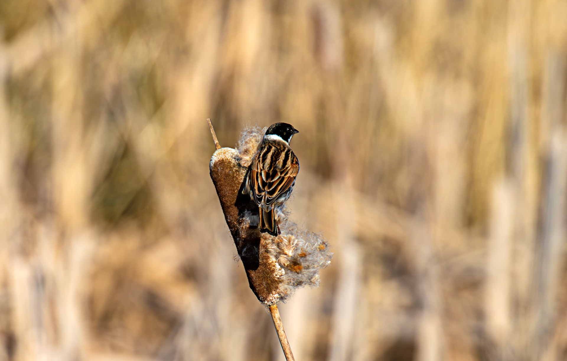 Reed Bunting at Black Devon Wetlands 20 March 2026
