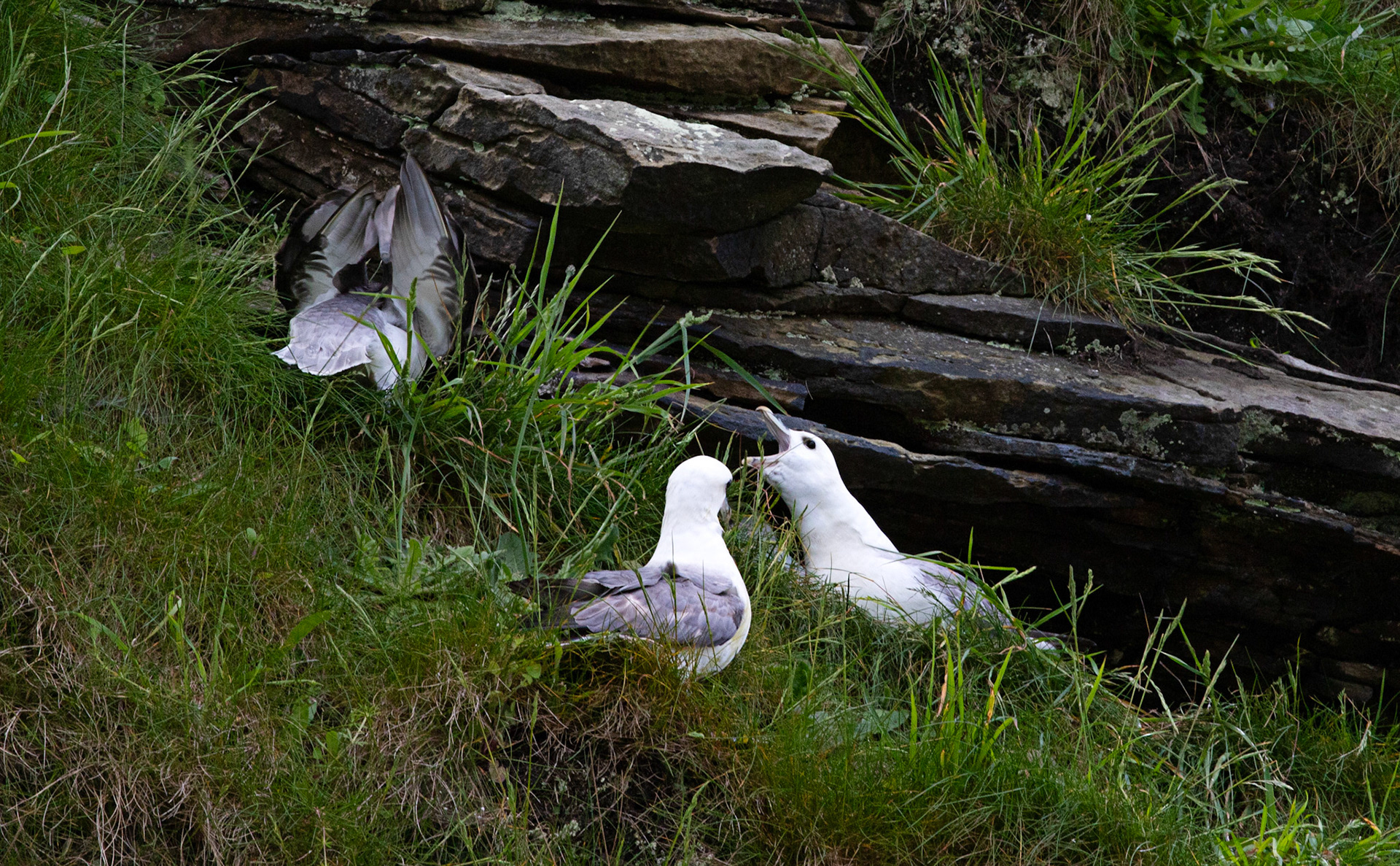 Fulmar at Dysart 25 May 2024