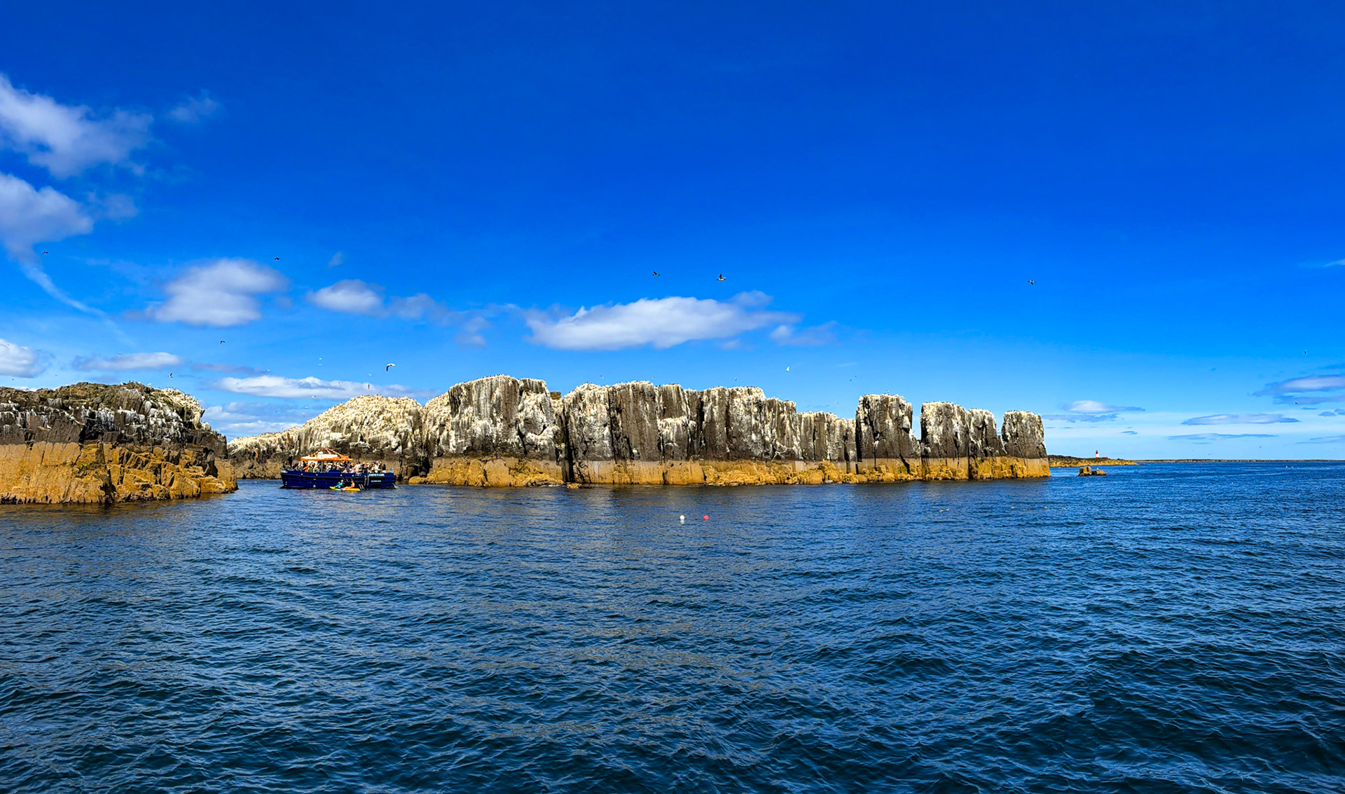 Farne Islands 03 July 2026