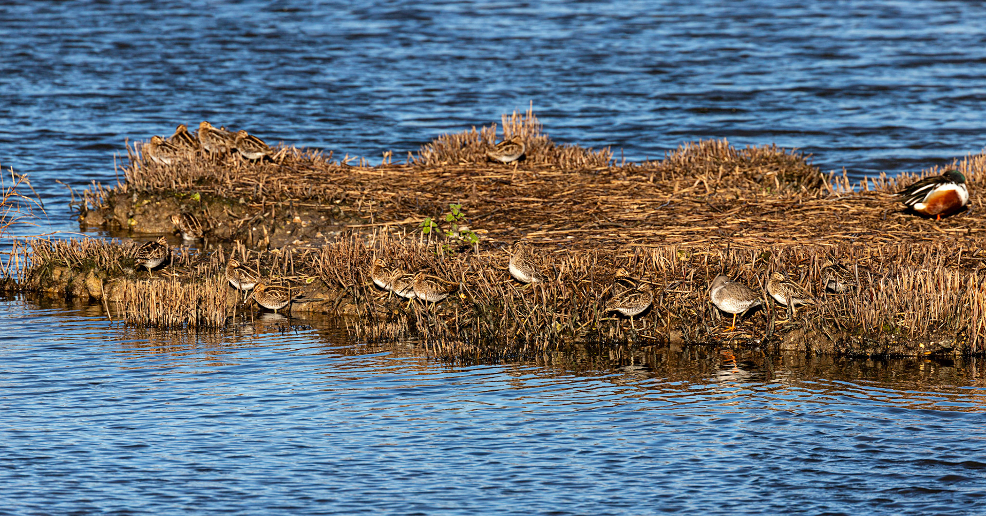 Shoveller &amp; Snipe at Titchfield  Haven 02 January 2025
