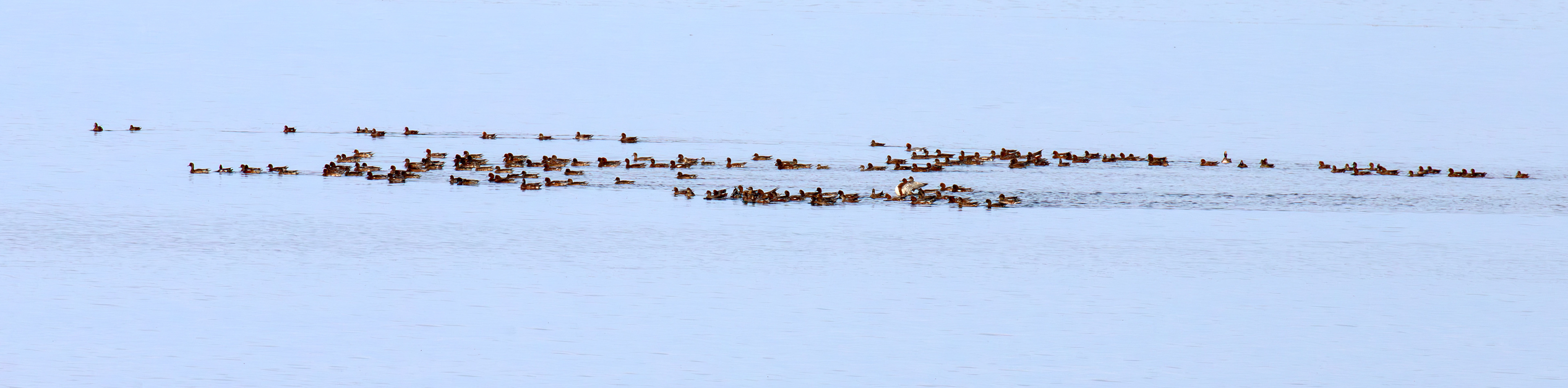 166 Wigeon Musselburgh Lagoons 30 Sep 2025