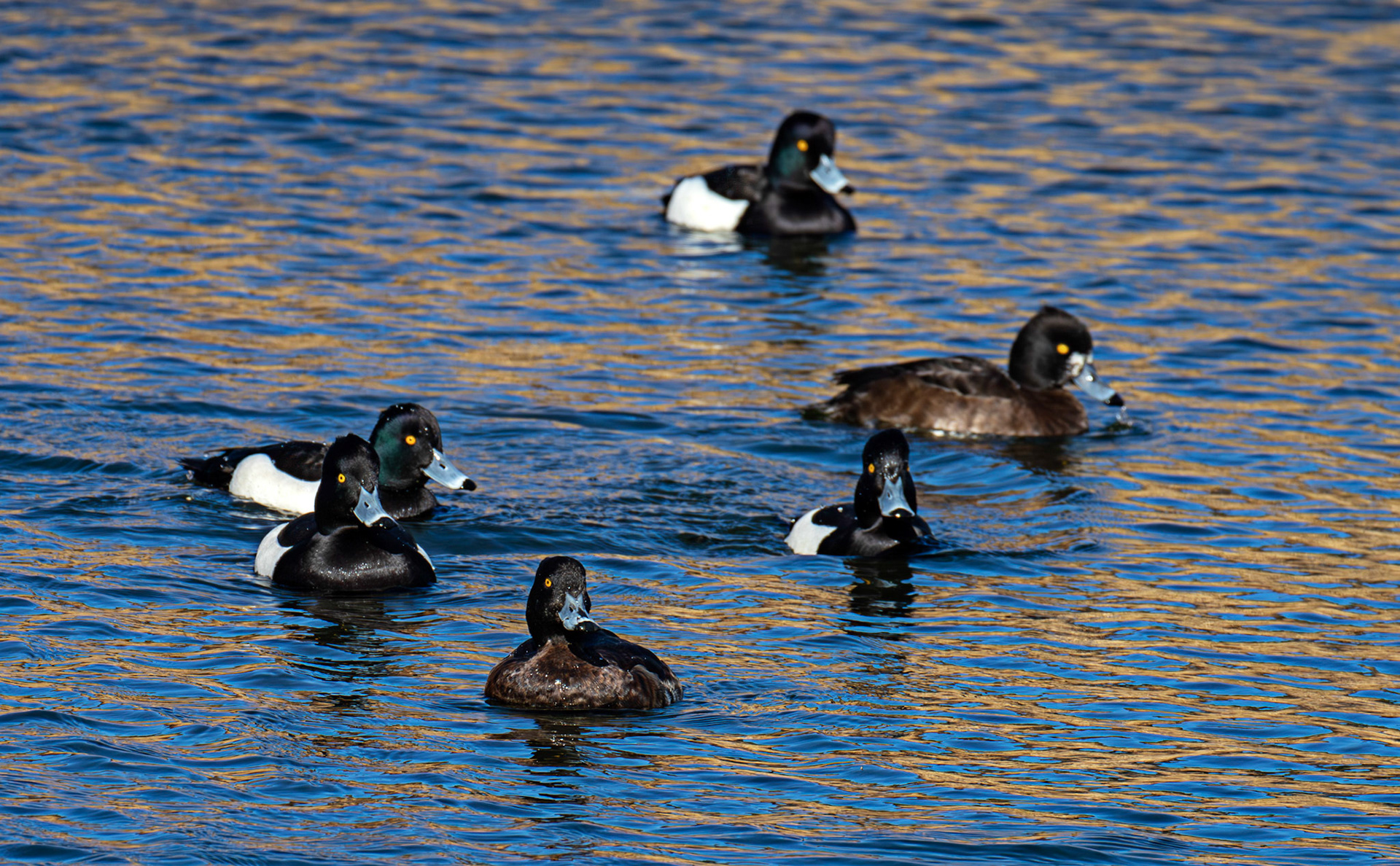 Tufted Duck at Linlithgow Loch 11 March 2026