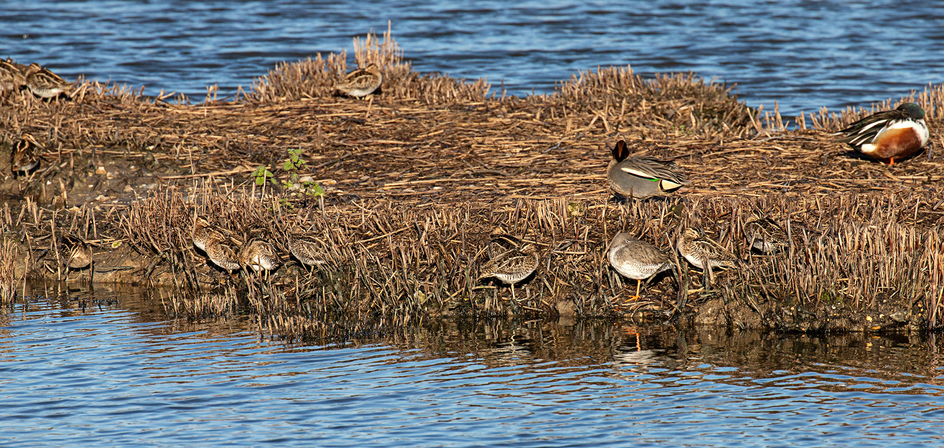 Snipe, Teal &amp; Shoveller at Titchfield  Haven 02 January 2025