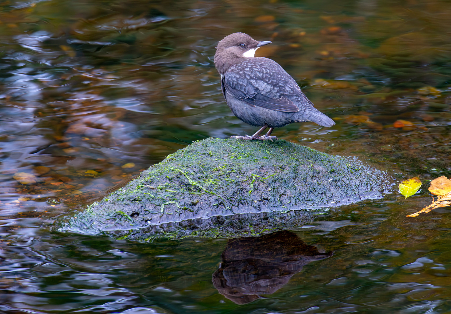 Largs 08 October 2024