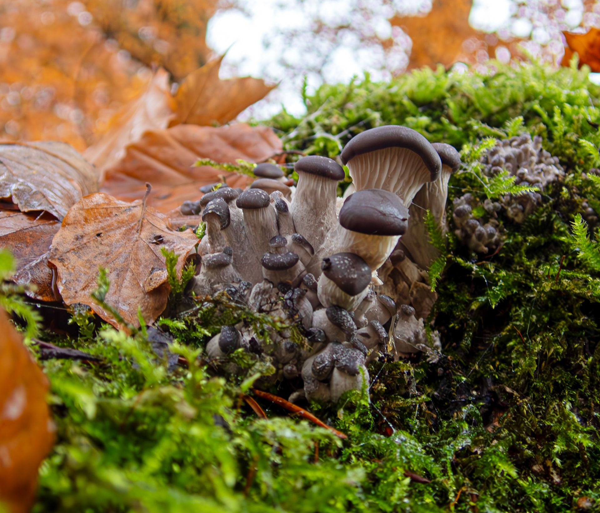 Oyster mushrooms (Pleurotus ostreatus) Deans Woods 08 November 2025
