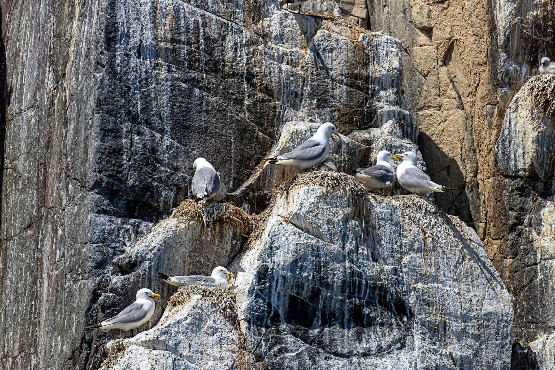 Kittiwakes - Farne Islands 03 July 2026