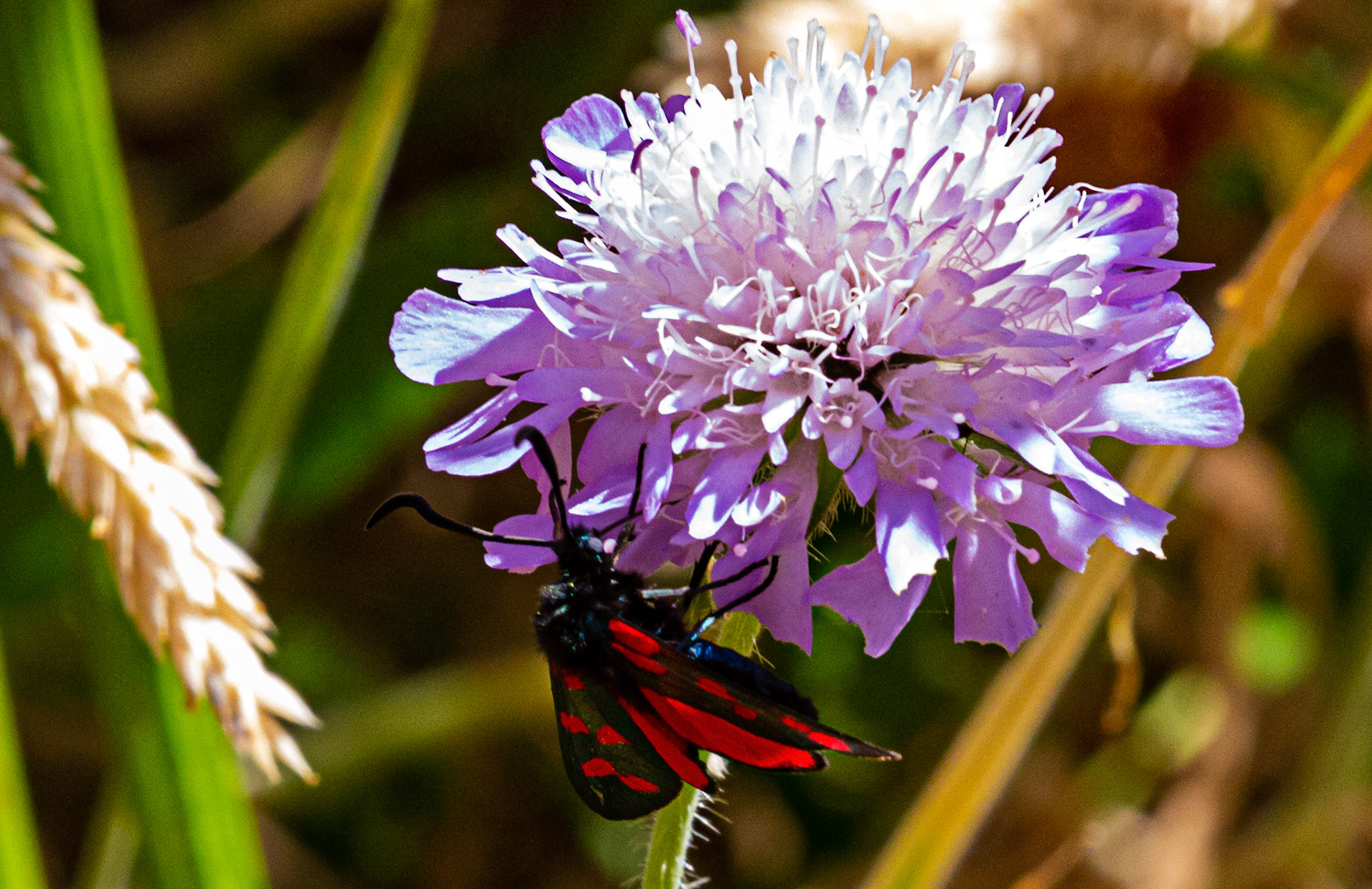 Mottistone IOW 16 July 2022