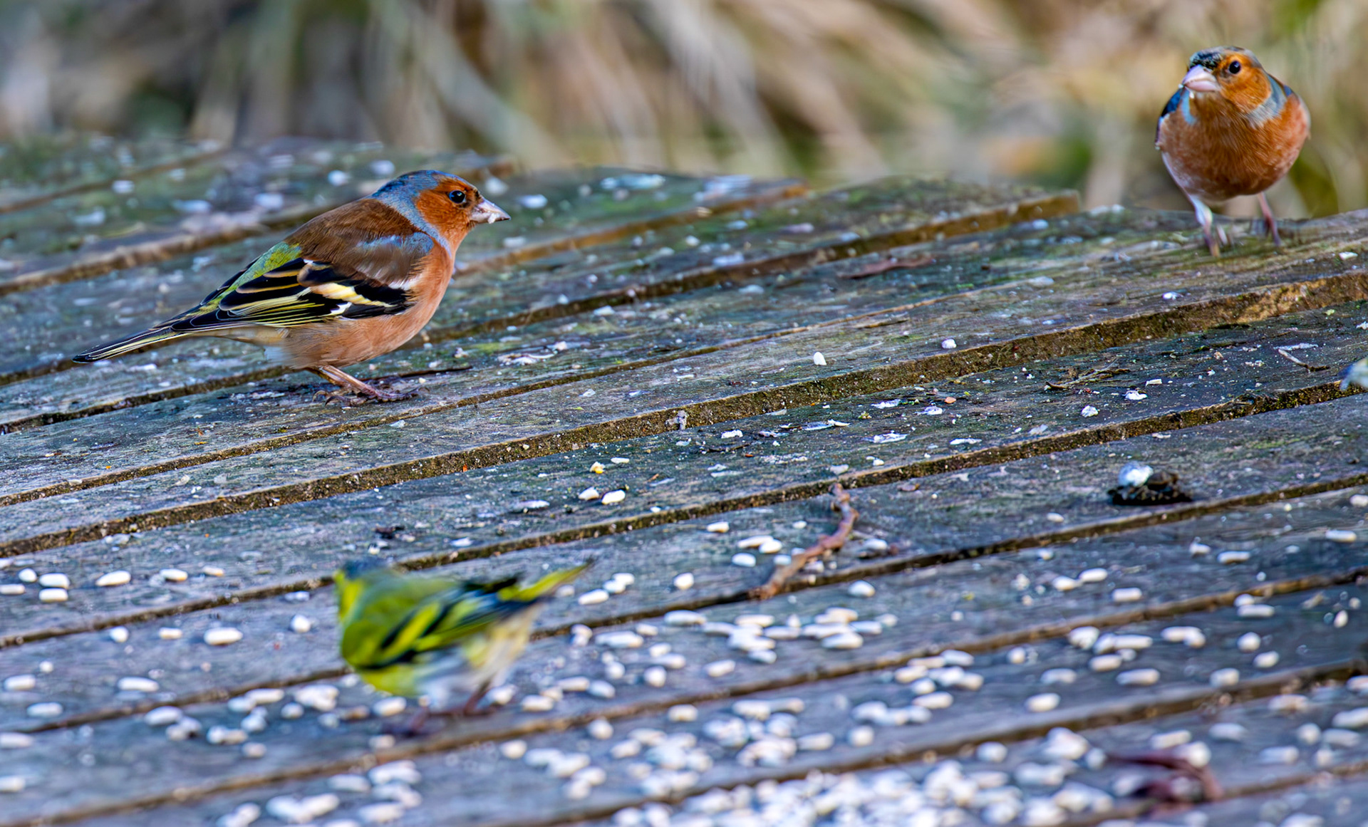 Chaffinch at Bavelaw 30 January 2025