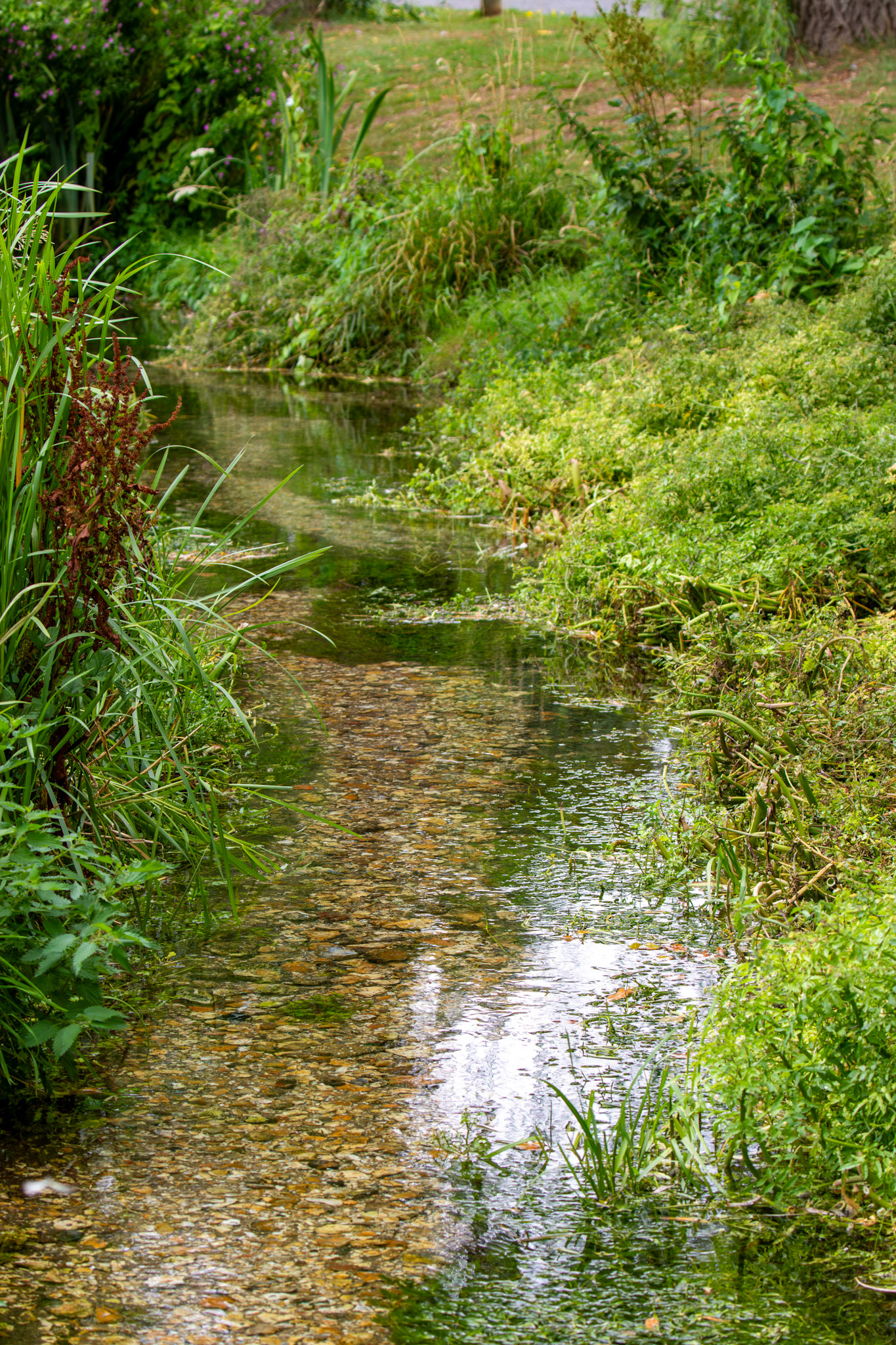 Old Alresford 25 July 2025