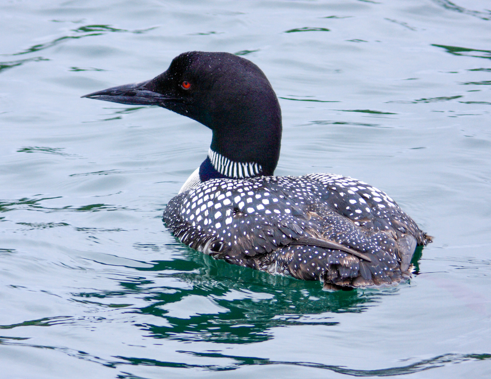 xxxPlease see my other Photographs at: http://www.jamespdeans.co.uk/