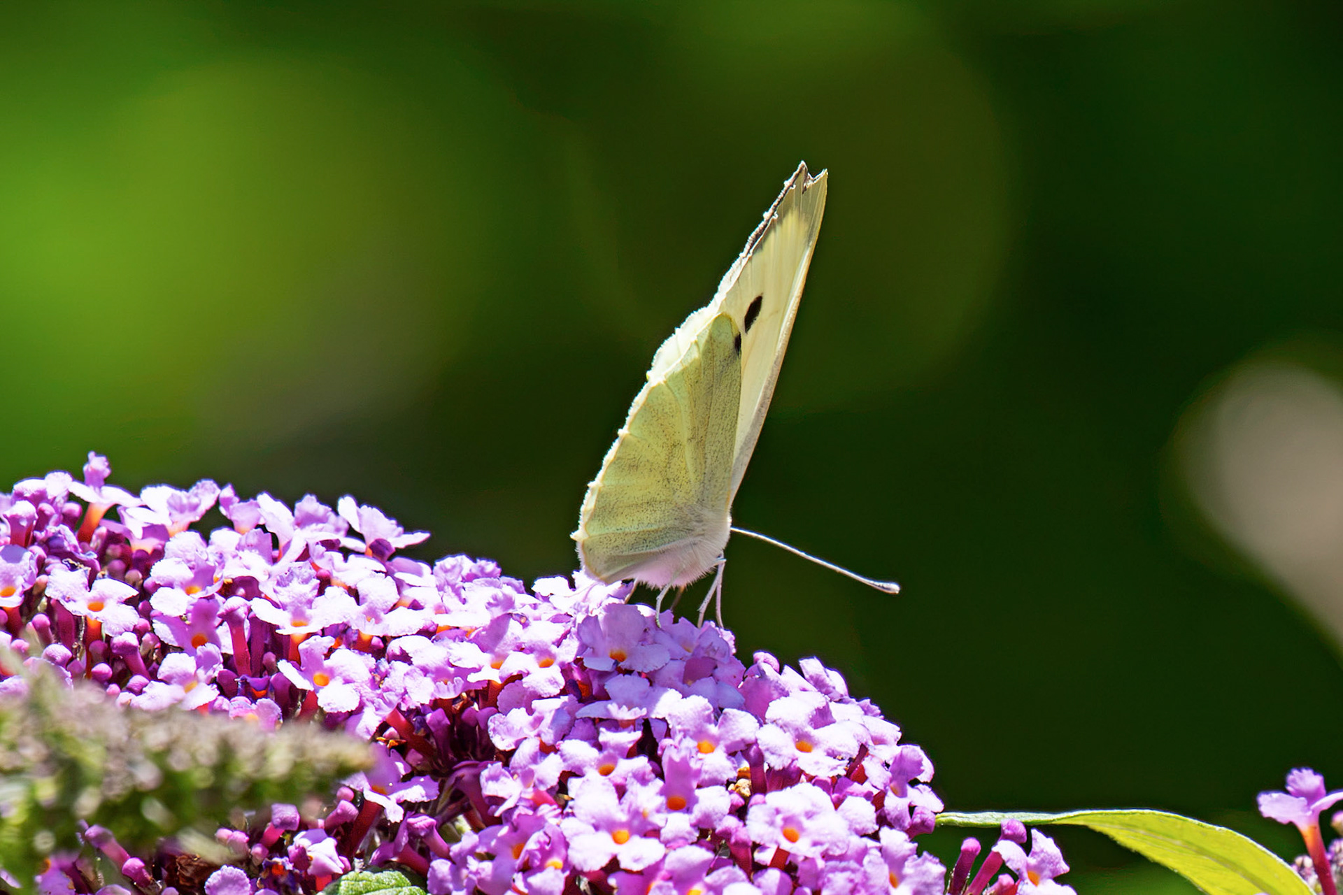 Large White - Howden Walled Garden 15 July 2026