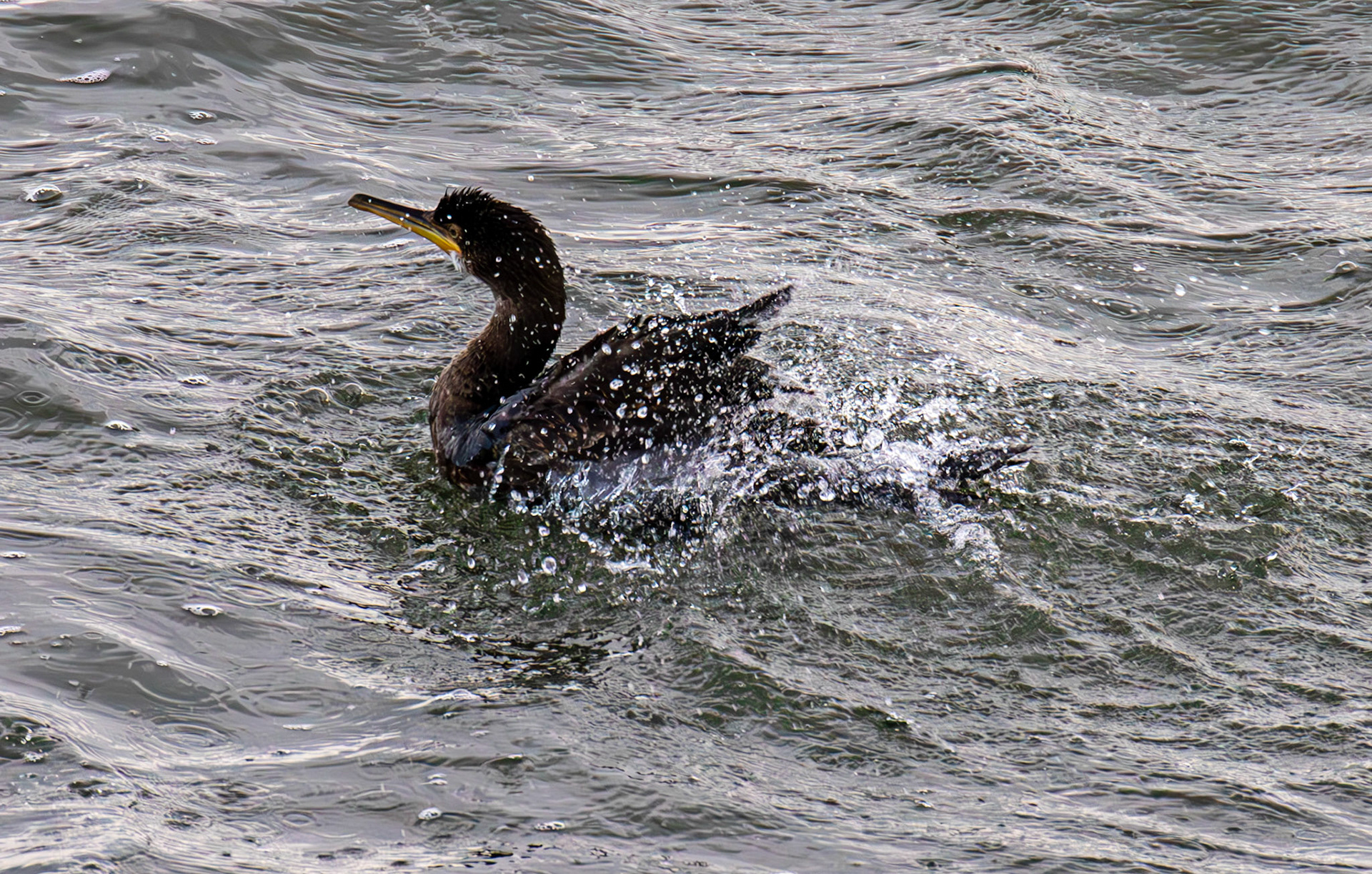 Raasay 13 November 2025