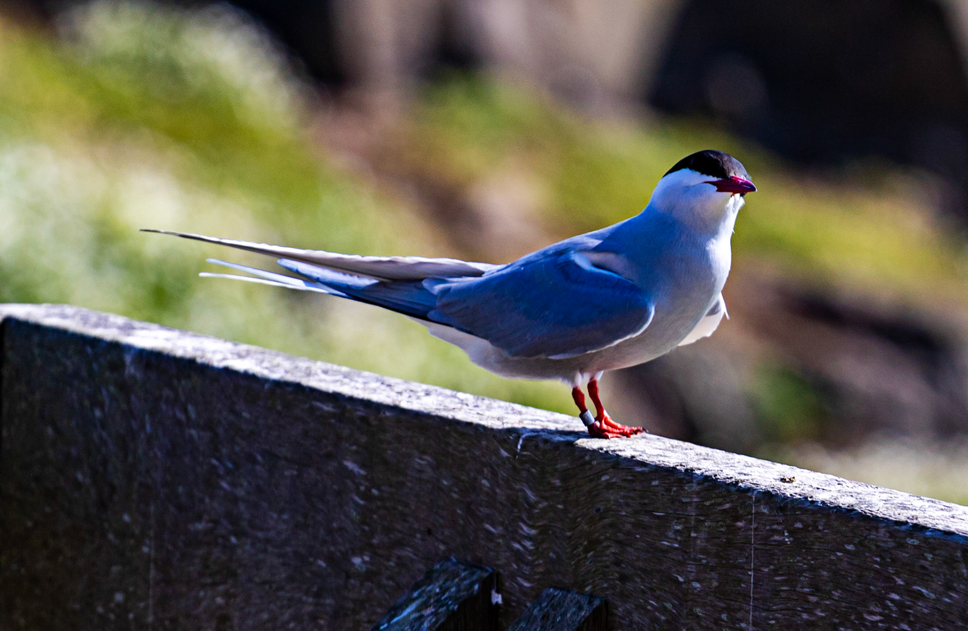 Isle of May - 04 June 2022