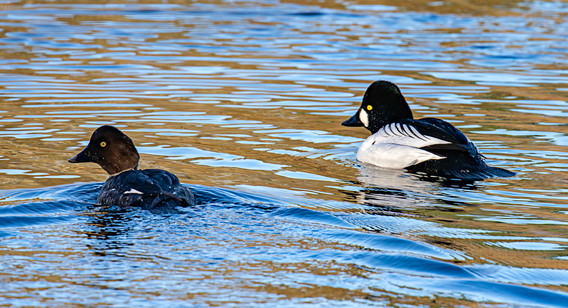 Goldeneye on Birnie &amp; Gaddon Lochs 08 January 2025