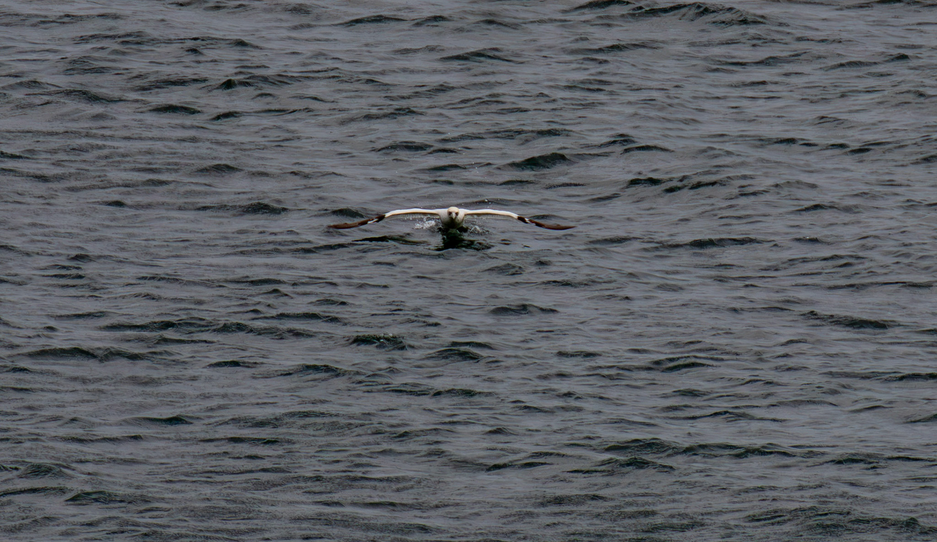 Northern Gannet getting airborne after dive - Tantallon Castle 04 July 2026