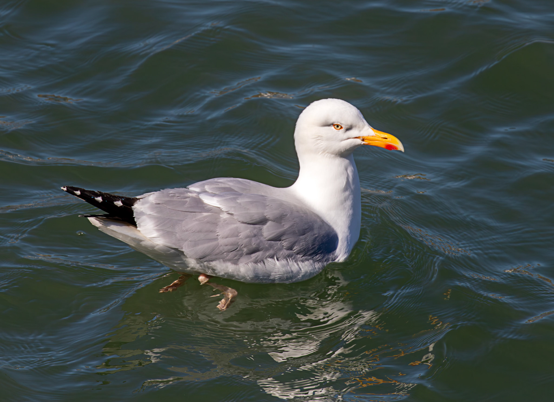 Herring Gull in Dunbar 17 May 2025