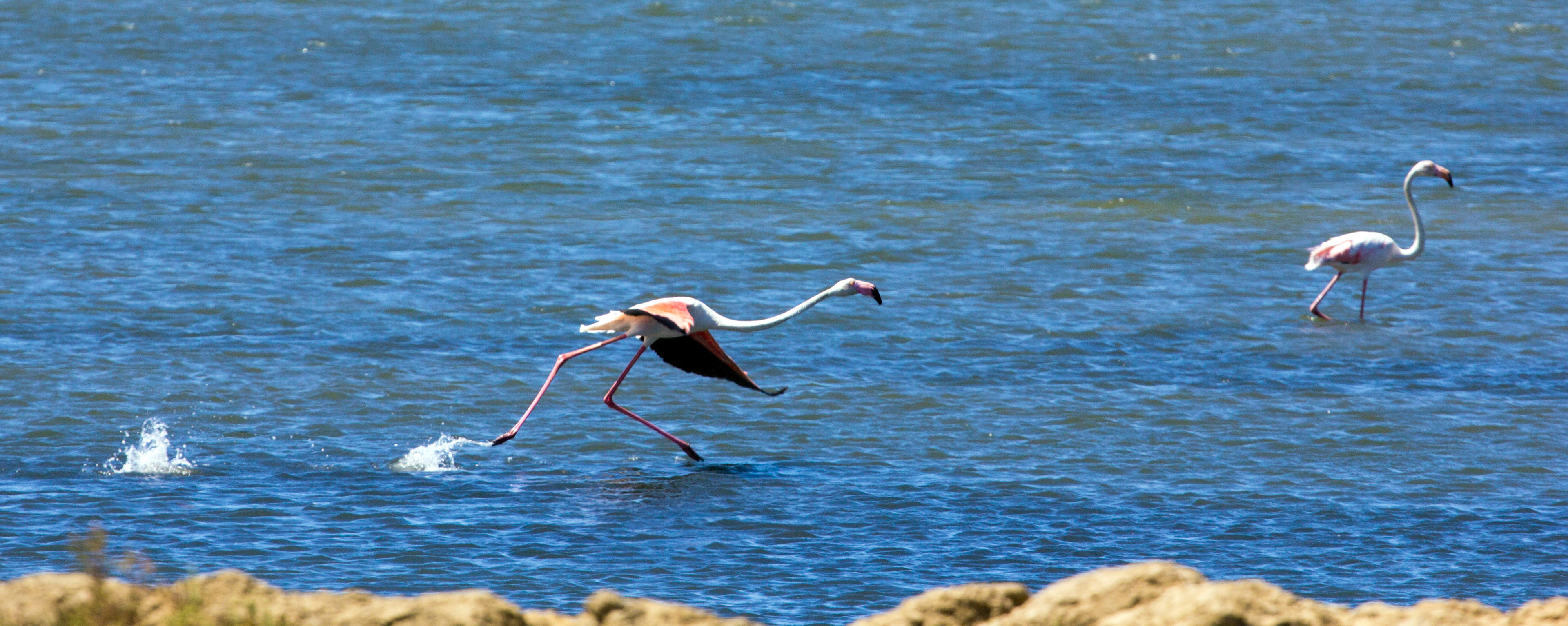 Greater Flamingos in the salt pans at Vila Real de Santo António - they look very ungainly when they run and start flying. Please see my Photographs of Birds at: http://www.jamespdeans.co.uk/p335071268