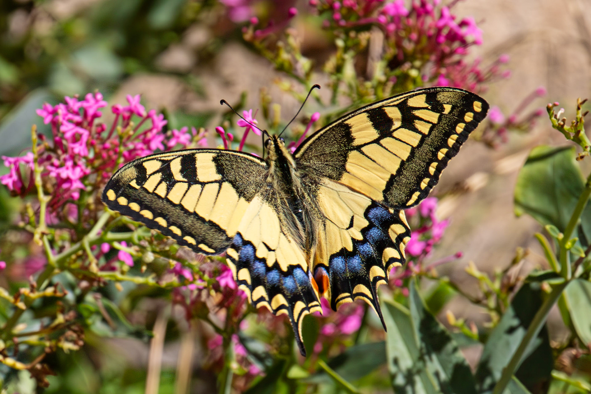 Swallowtail Butterfly - Riomaggiore 06 Sept 2025