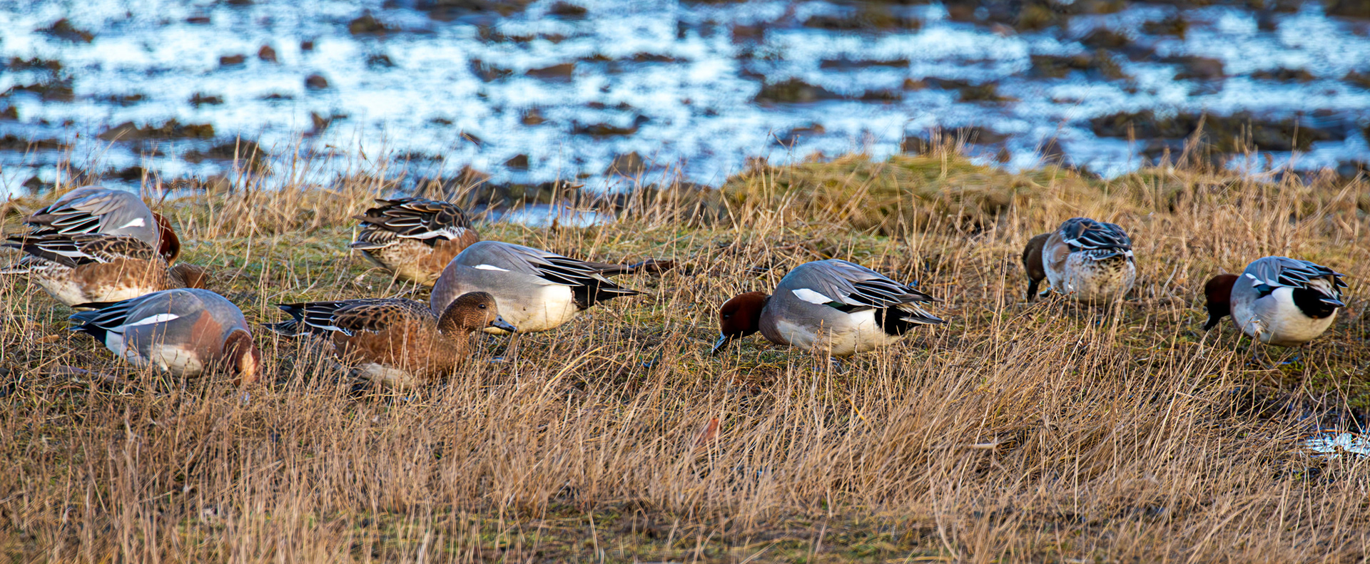 Wigeon at Aberlady, East Lothian - 05 February 2025