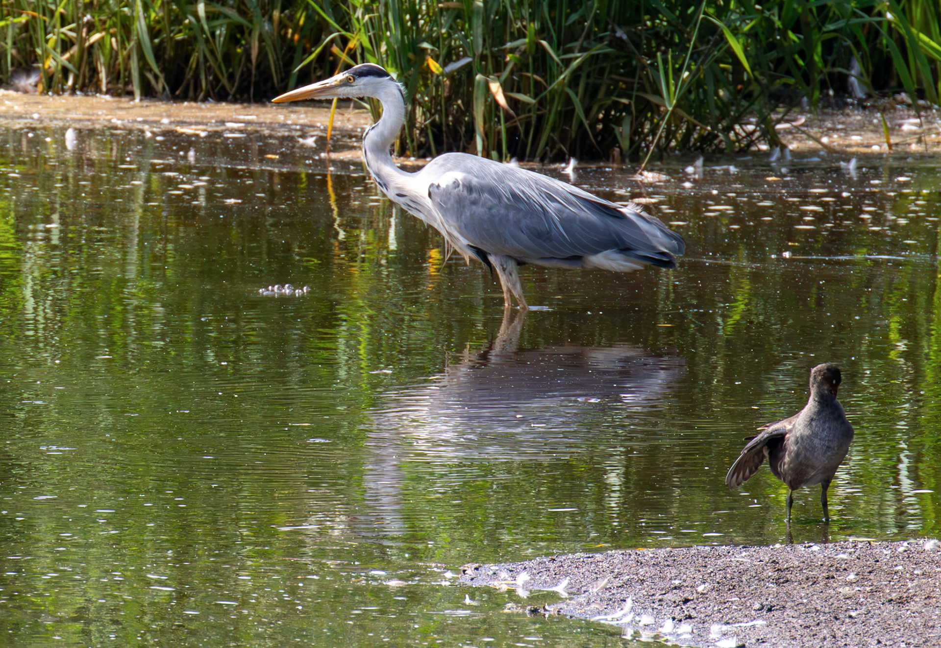 Grey Heron at Pools of Almond, Livingston 23 June 2026