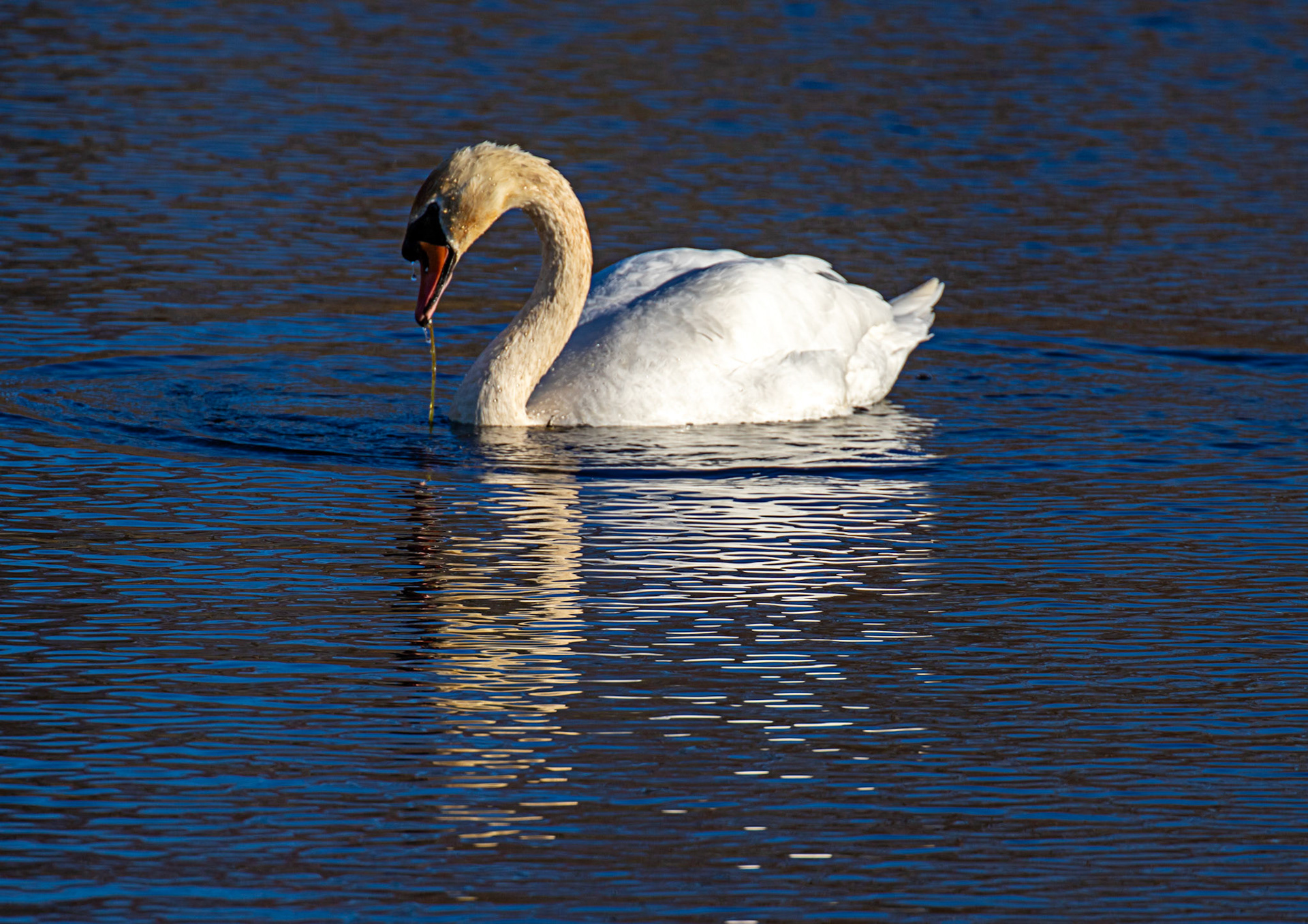 Mute Swan at Bavelaw 30 January 2025