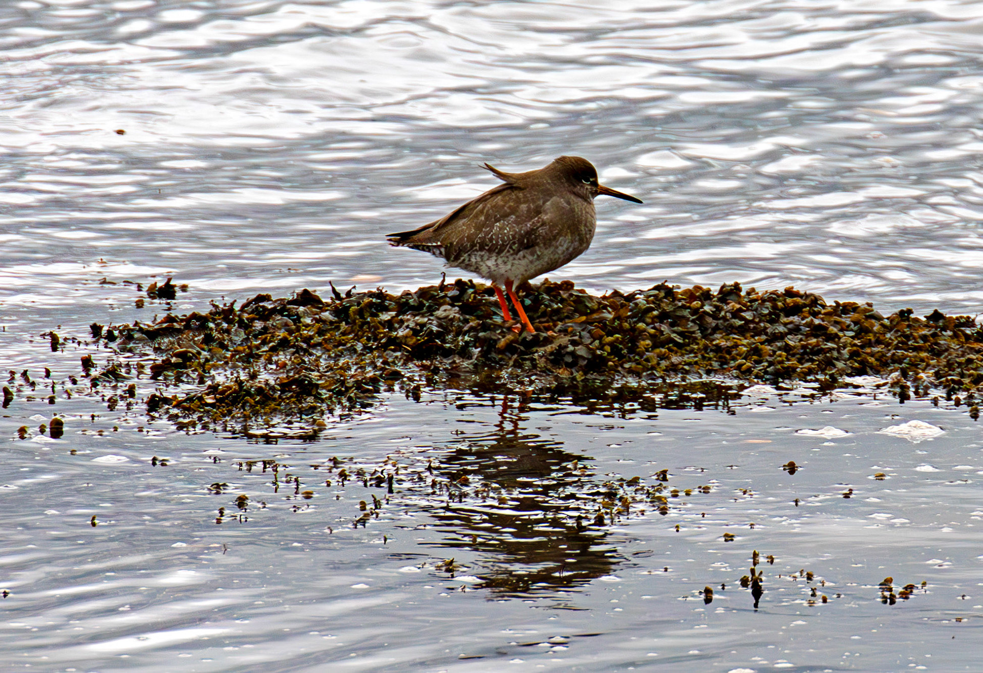 Common Redshank. Birthwatching at South Queensferry 18 October 2024