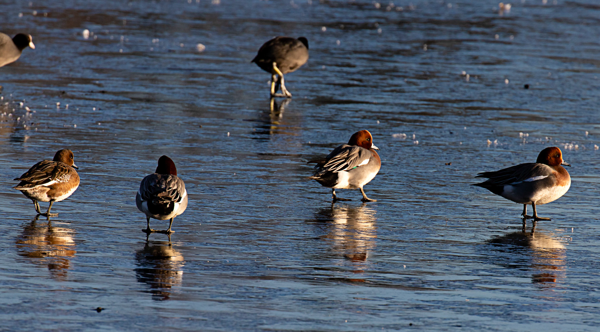 Wigeon at Broadwood Loch 10 January 2025