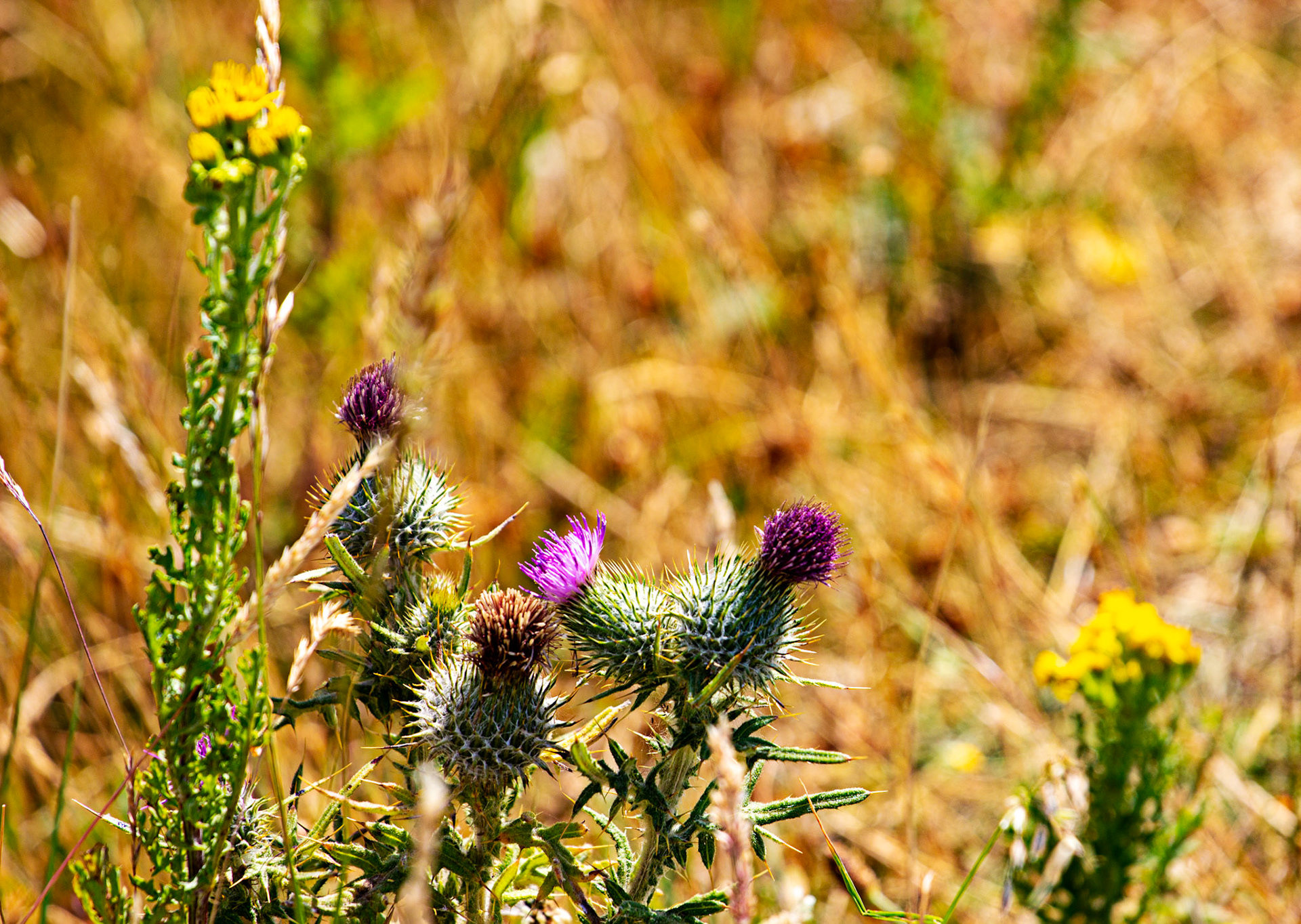 Ventnor Downs 13 July 2022