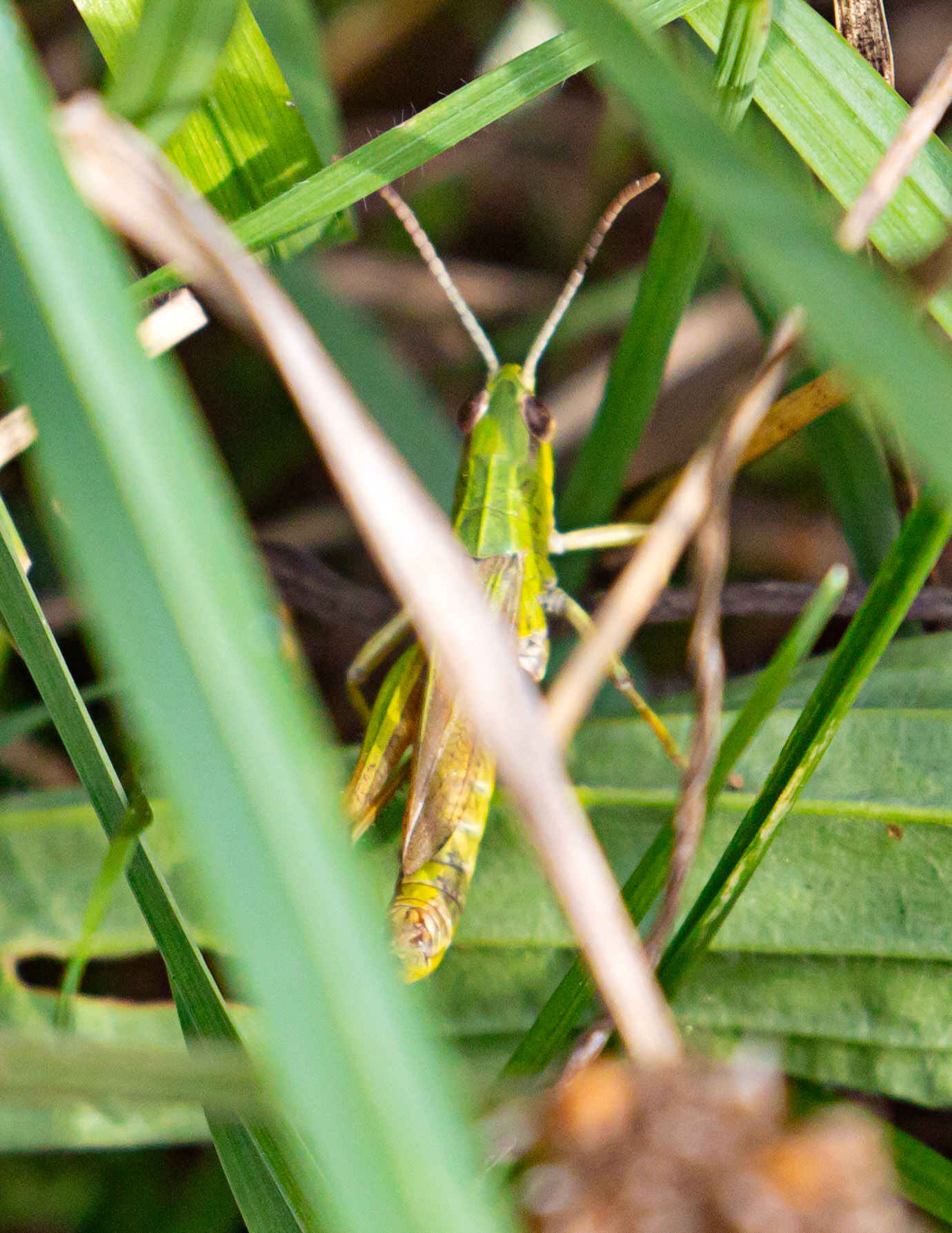 Field grasshopper (Chorthippus brunneus) Walk Thames Path MArlow to Bourne End 06 August 2025