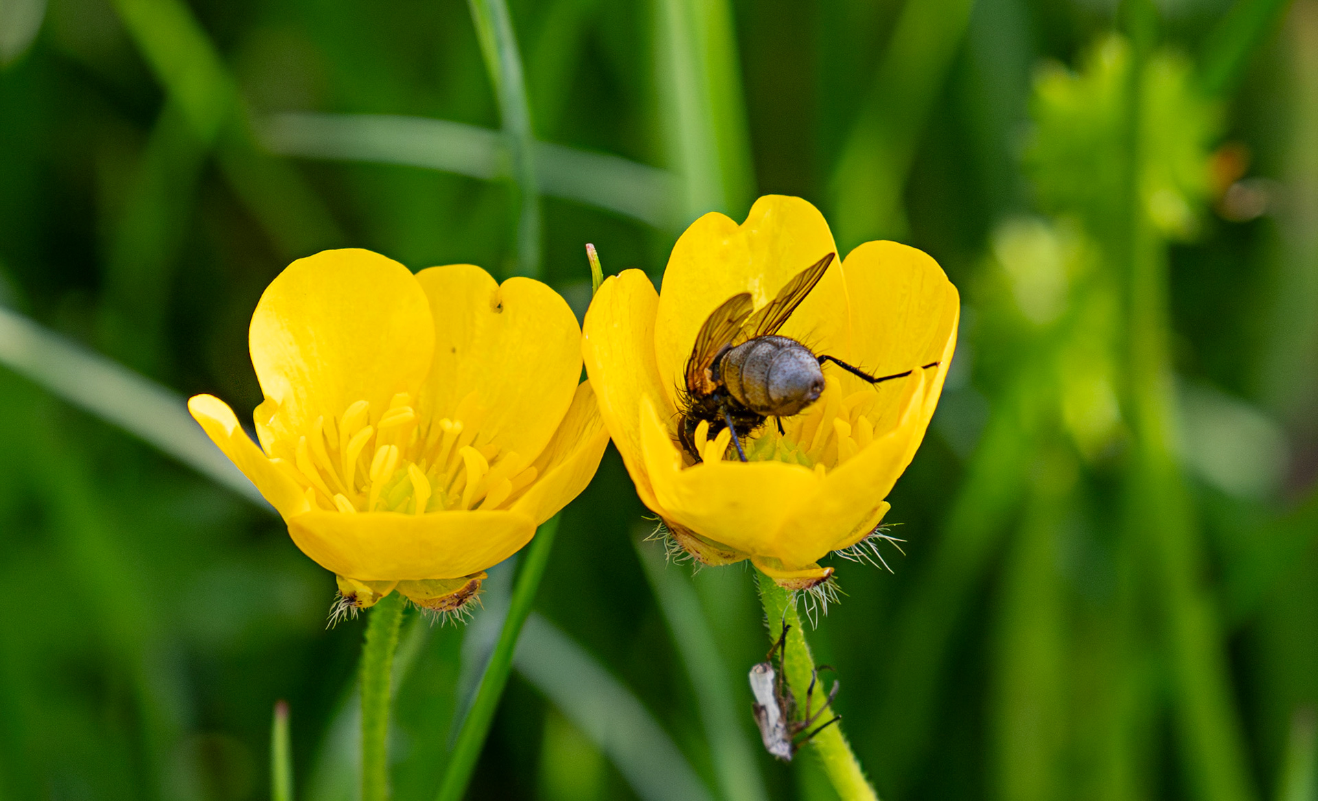 Phaonia angelicae (Yellow-winged Bristleshin) Harperrig 22 June 2025