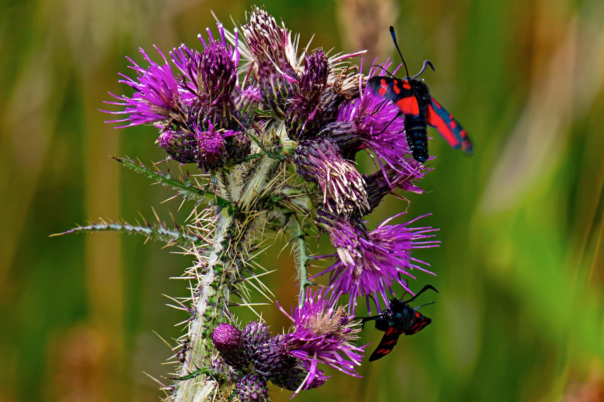 Six-spot burnet moth (Zygaena filipendulae) - Harperrig 14 July 2026
