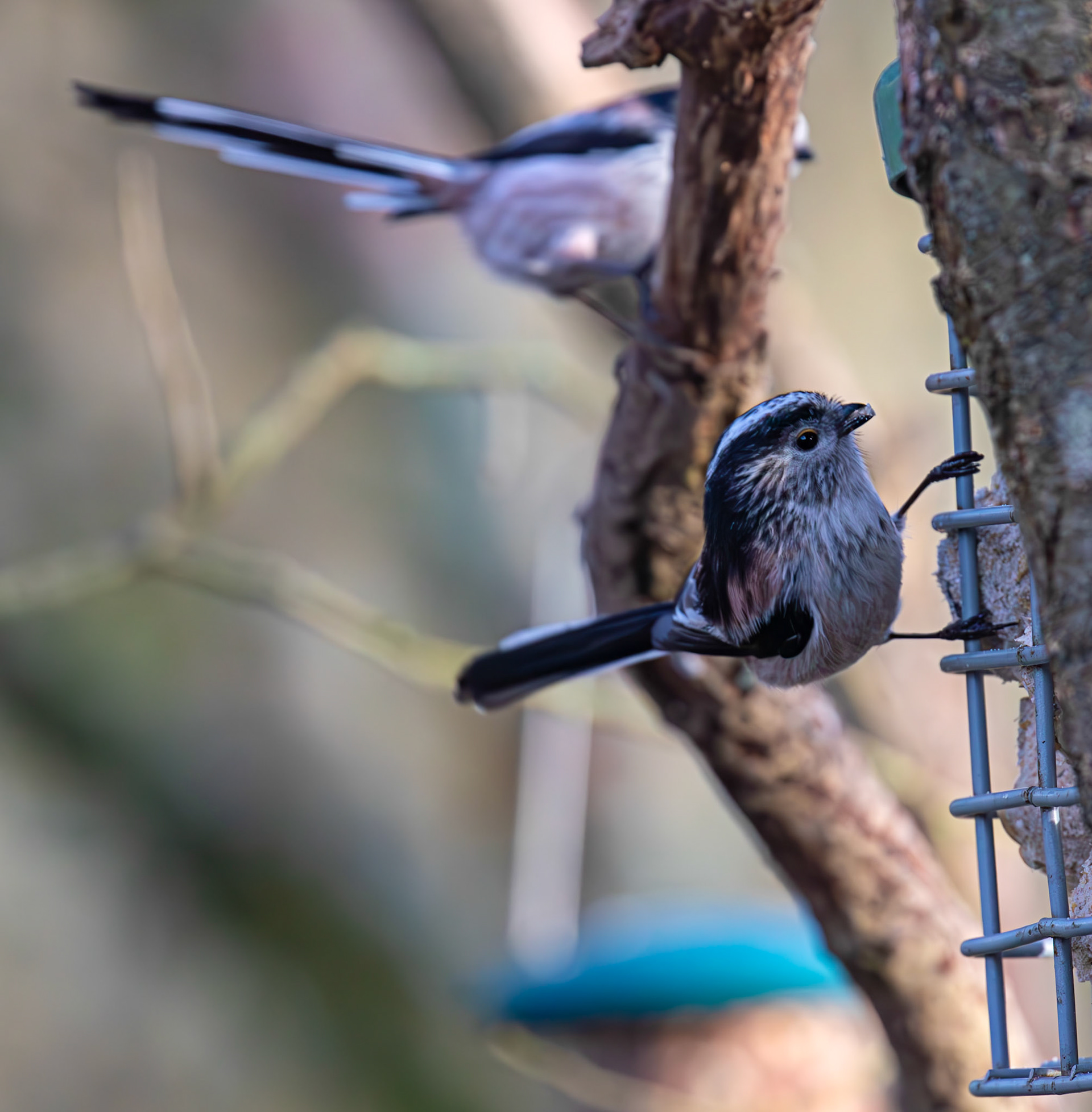 Long Tailed Tit - Bavelaw Marsh 16 January 2026