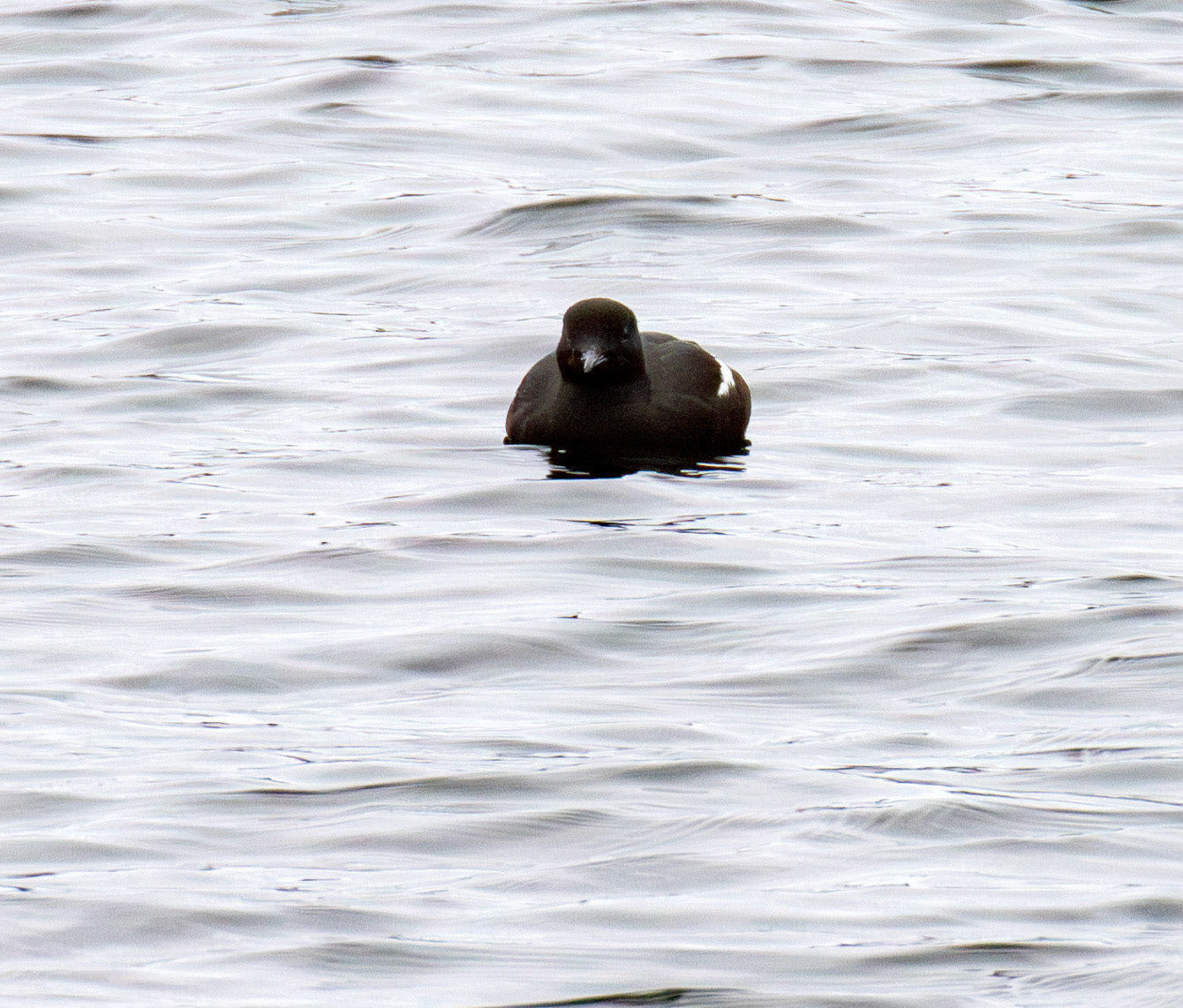 Black Guillemot - Wick 02 May 2026