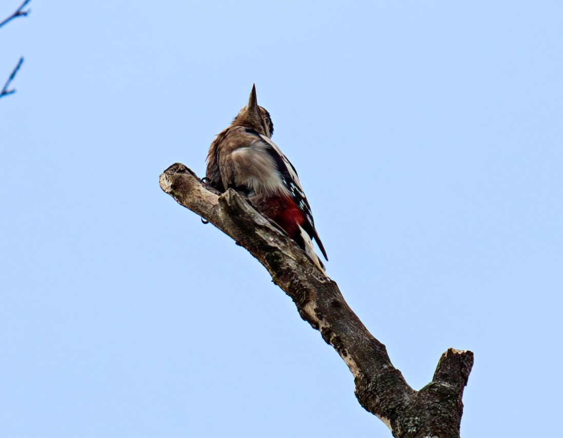 Knowle Park, Kent 23 Aug 2025